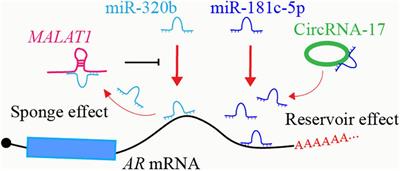 Androgen Receptor-Related Non-coding RNAs in Prostate Cancer